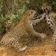 Imagen para el artículo titulado Las imágenes de animales más impresionantes de 2013